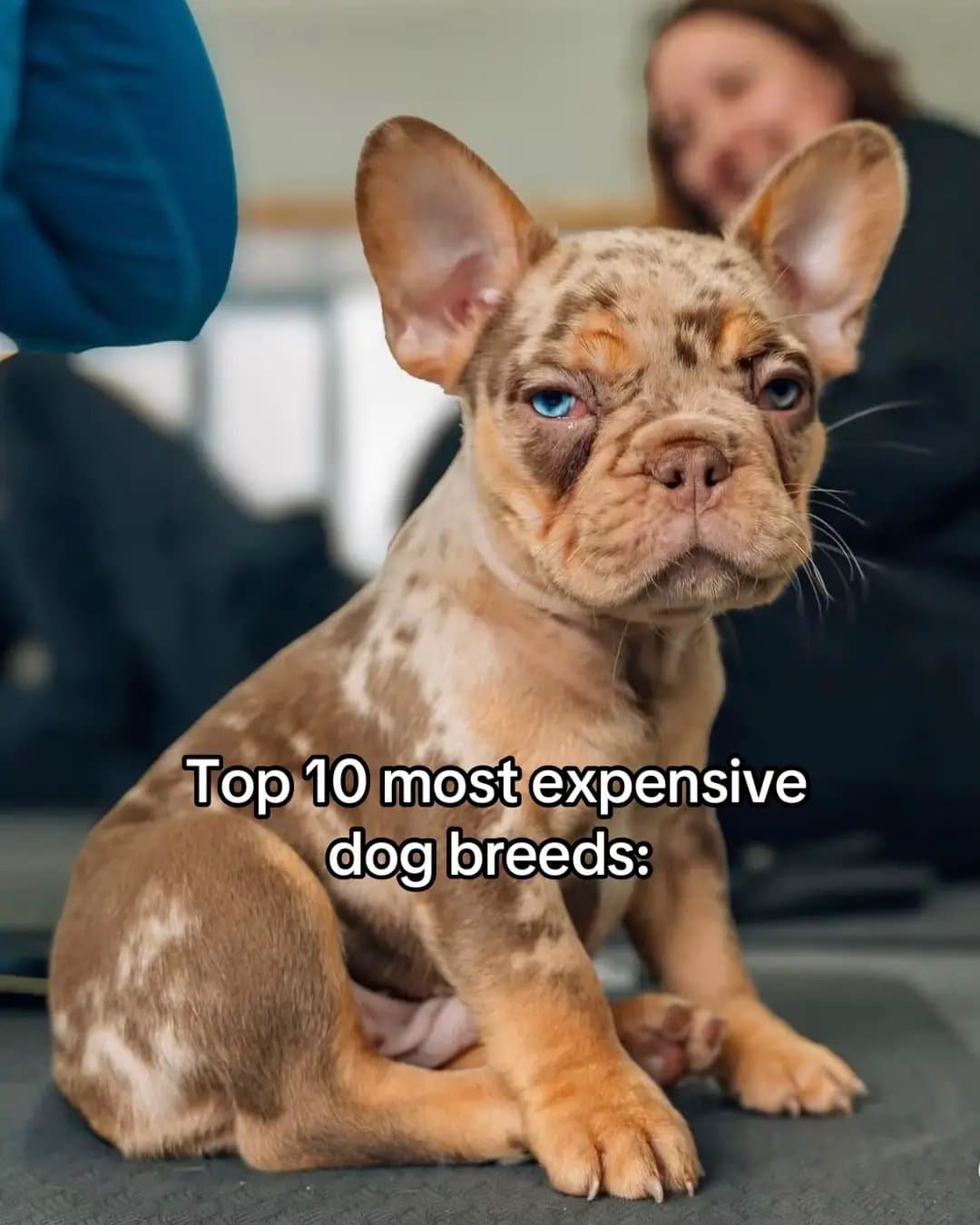 Top 10 most expensive 
dog breeds: