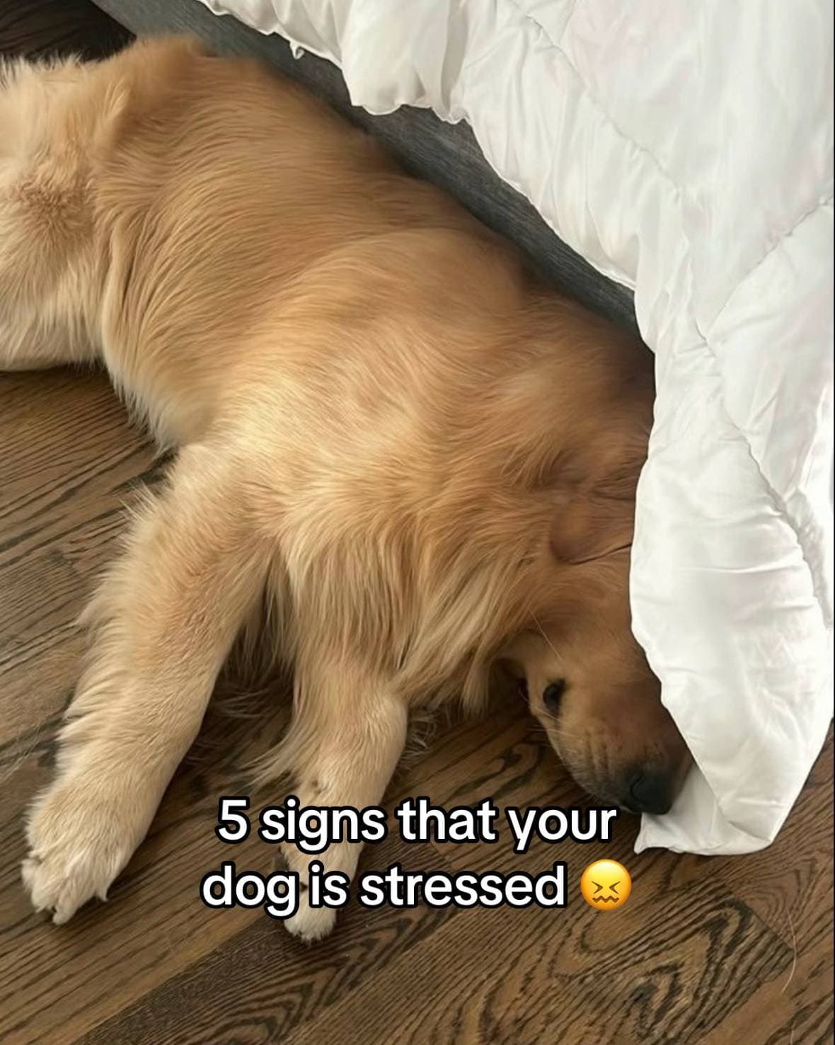 5 signs that your
dog is stressed 😖