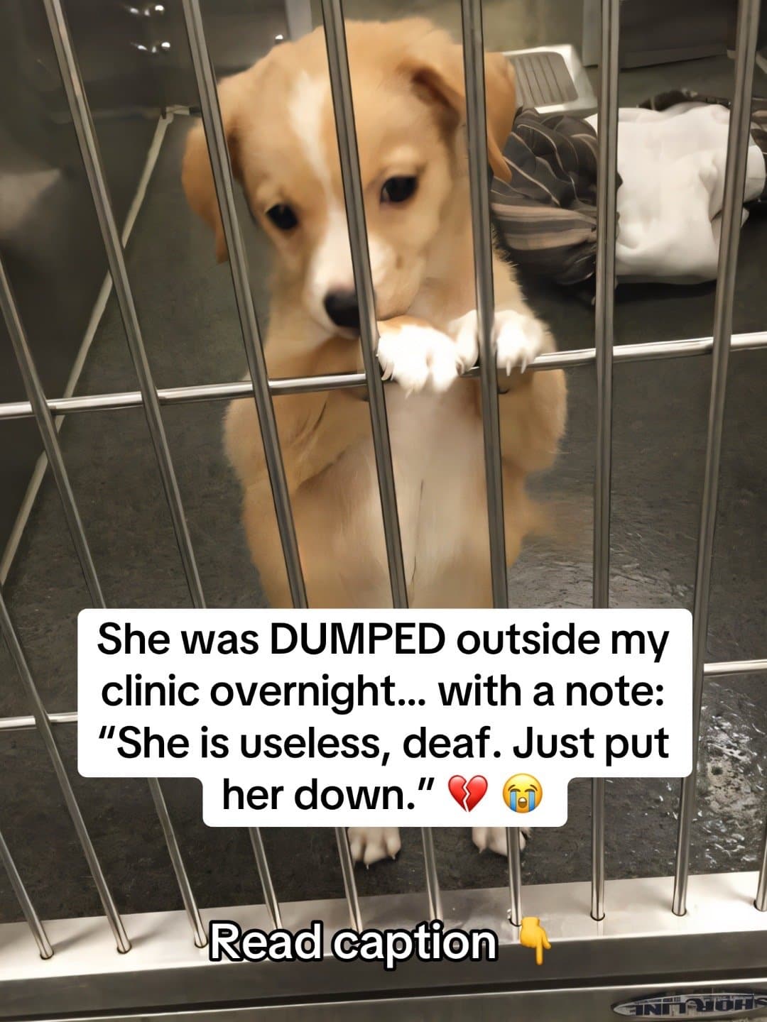 She was DUMPED outside my
clinic overnight... with a note:
“She is useless, deaf…