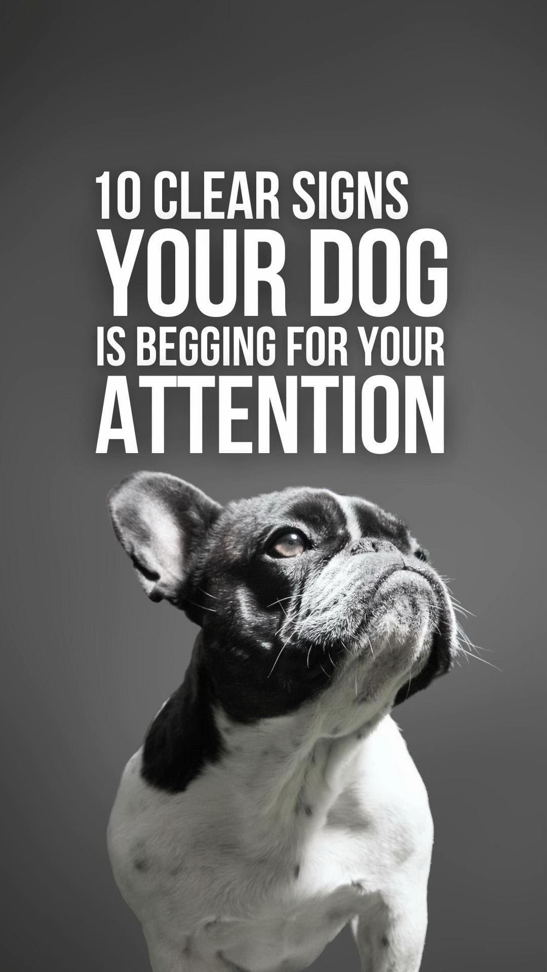 10 CLEAR SIGNS
YOUR DOG
IS BEGGING FOR YOUR
ATTENTION