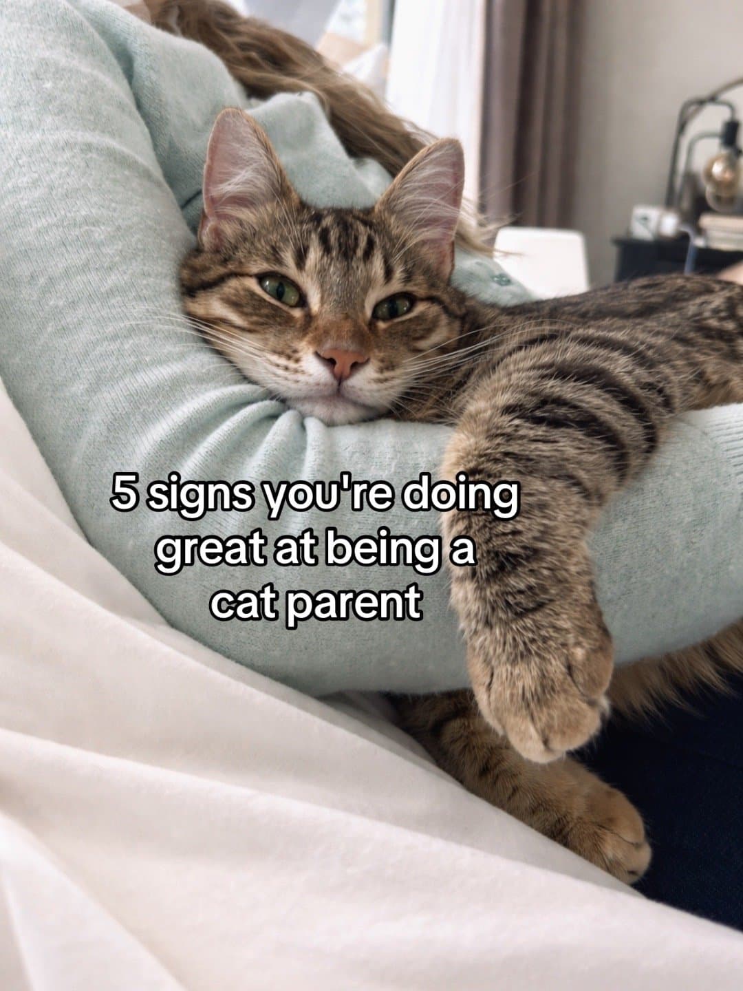5 signs you're doing
great at being a
cat parent