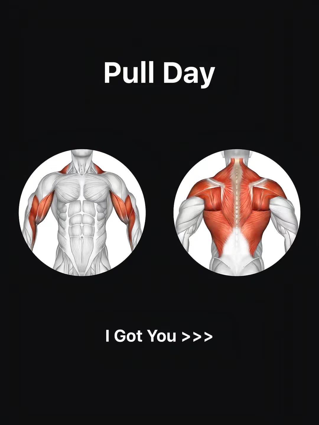 Pull Day
I Got You >>>