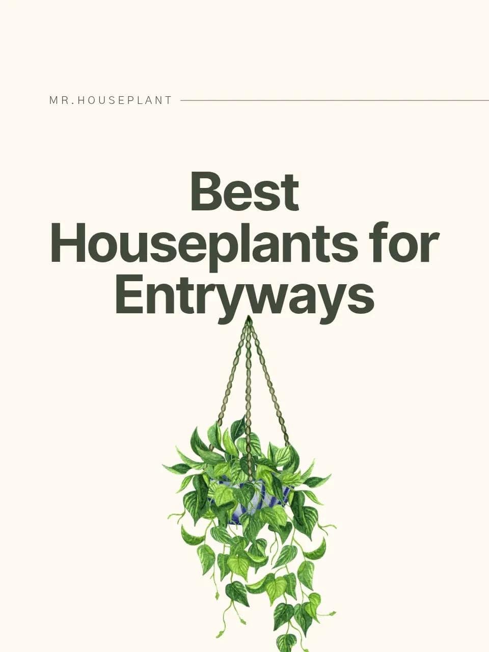 MR. HOUSEPLANT
Best
Houseplants for
Entryways