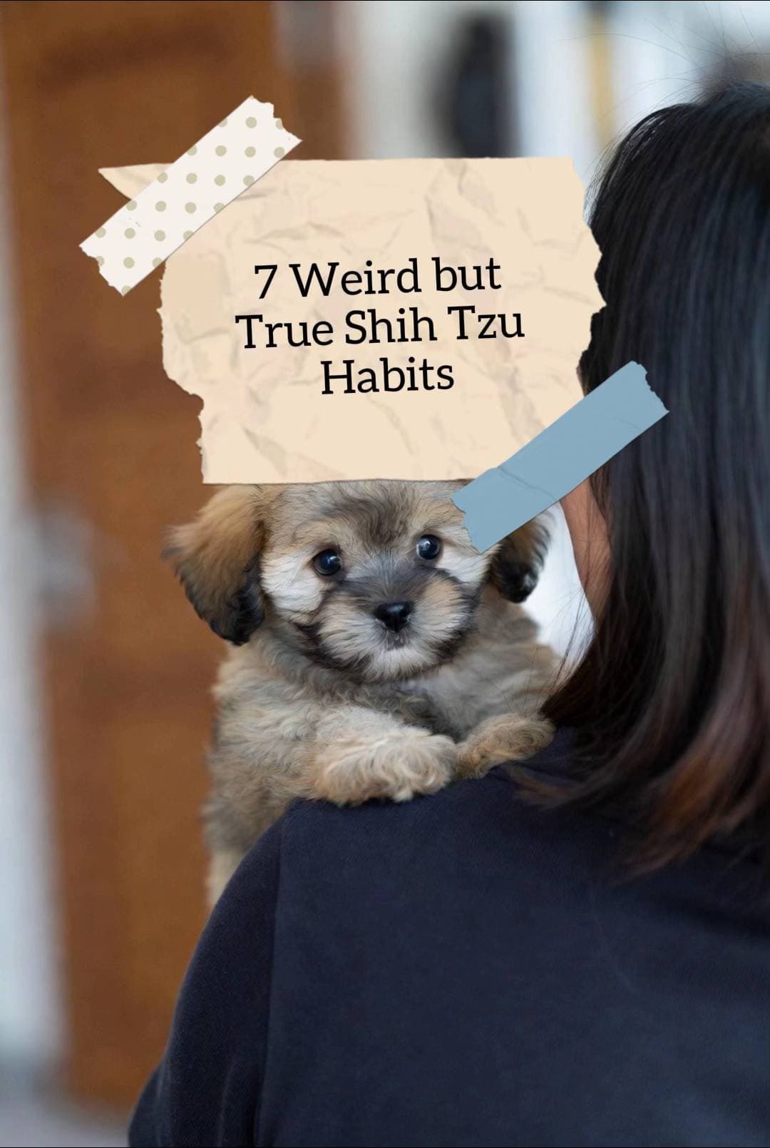 7 Weird but
True Shih Tzu
Habits