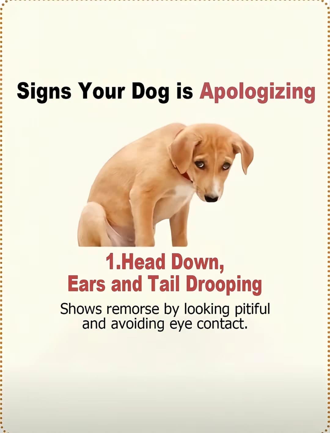 Signs Your Dog is Apologizing
1. Head Down, Ears and Tail Drooping
Shows remorseβ¦