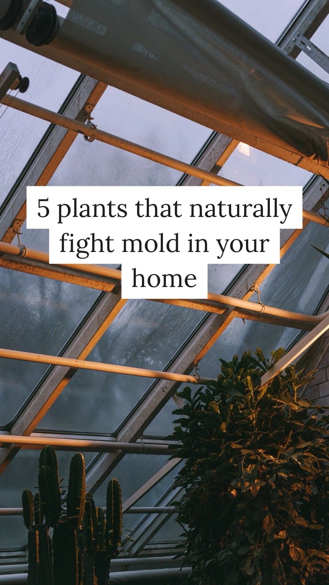 5 plants that naturally
fight mold in your
home