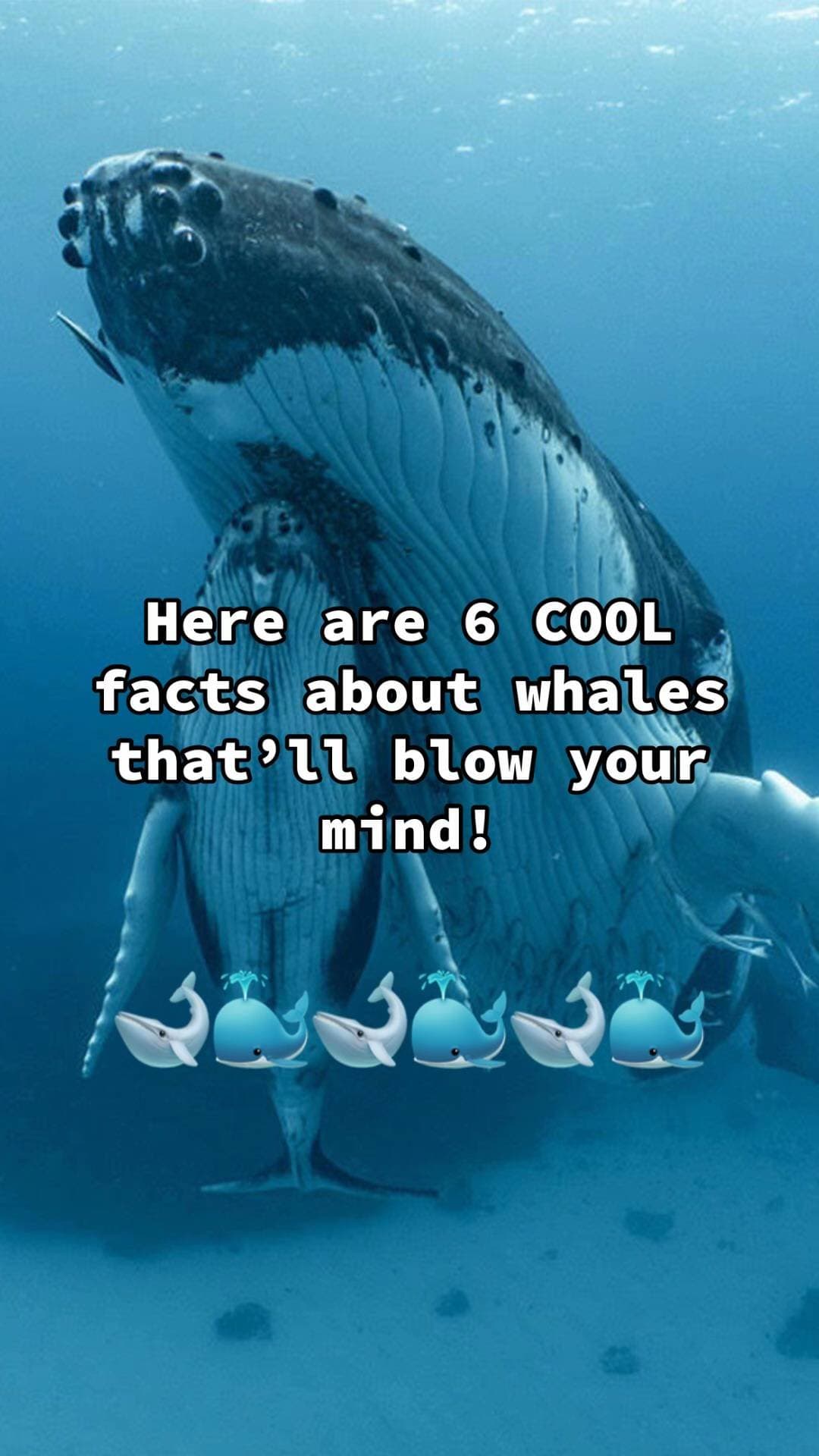Here are 6 COOL
facts about whales
that'll blow your
mind!
ππ³ππ³π³π