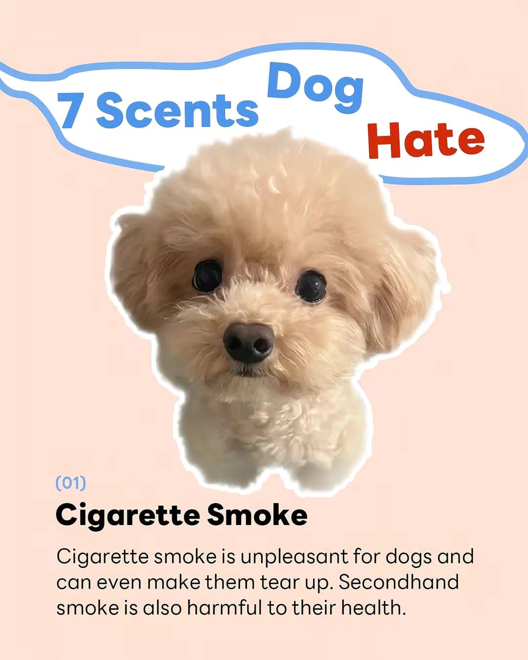 7 Scents Dog Hate
(01) Cigarette Smoke
Cigarette smoke is unpleasant for dogs an…